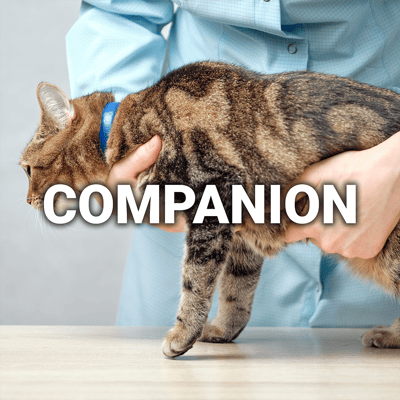 Who we Serve_Companion-1