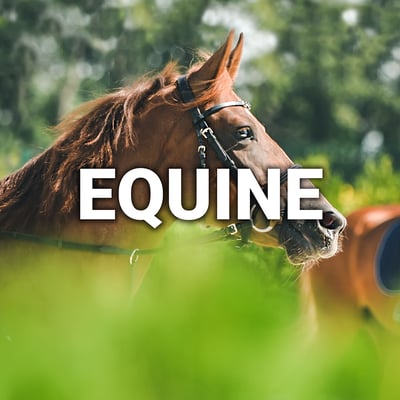 Who we Serve_Equine-1