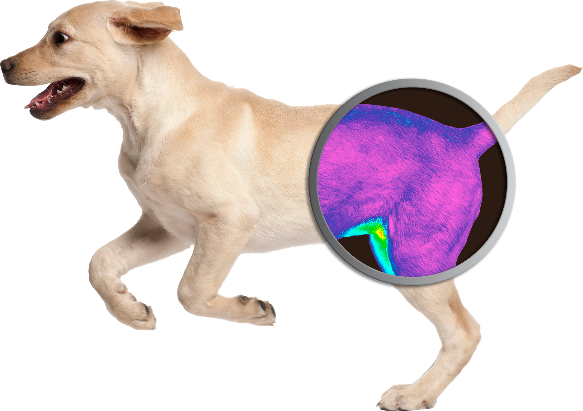 Dog with Thermal Imaging_Hip